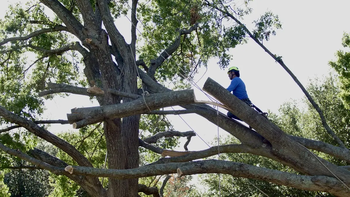 Professional Hazardous Tree Removal performed by certified arborists in Lewisville