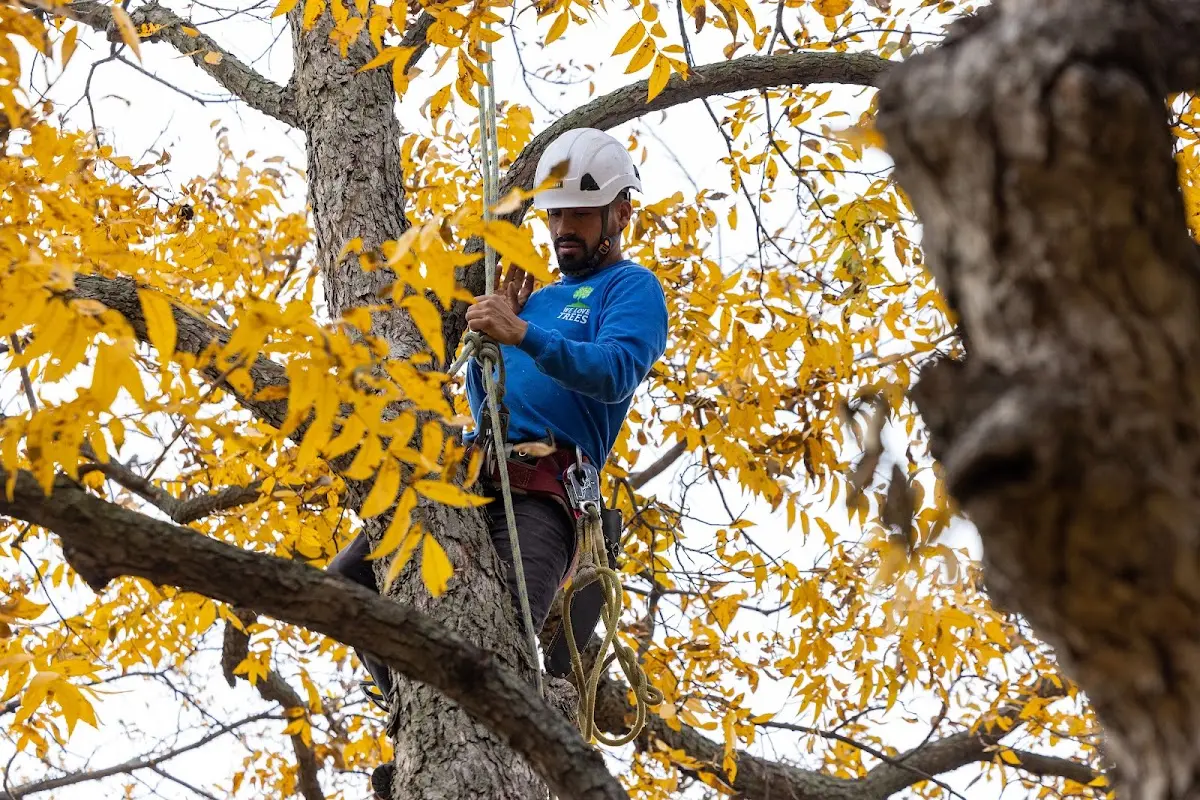 Skilled Tree Planing crew working in Lewisville
